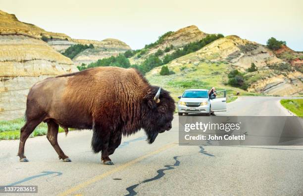 bison - theodore roosevelt national park - north unit - north dakota - national bison gebirge stock-fotos und bilder