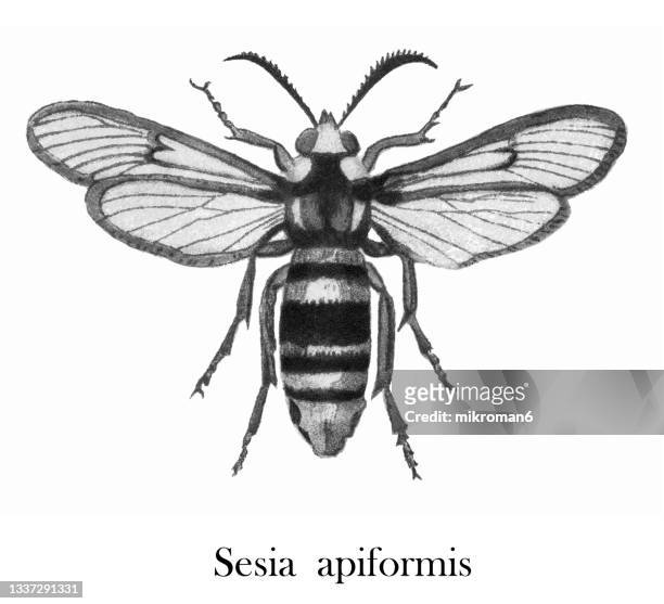 old chromolithograph illustration of hornet moth or hornet clearwing (sesia apiformis) - litografía fotografías e imágenes de stock