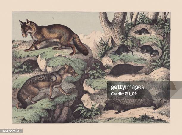 raubtiere (canidae) und insektenfresser (eulipotyphla), handkolorierte chromolithographie, veröffentlicht 1869 - black fox stock-grafiken, -clipart, -cartoons und -symbole