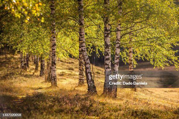 teverenerheide nature reserve - aachen fotografías e imágenes de stock