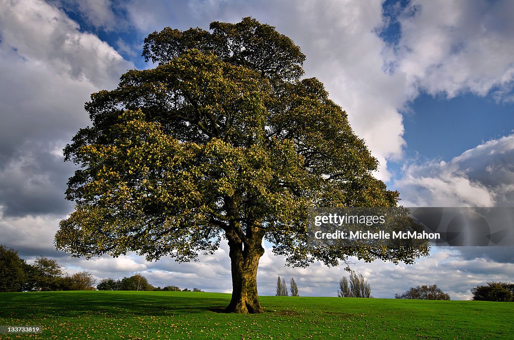 Lone tree