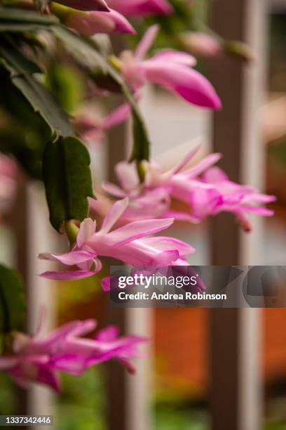 close up of a pale pink with brighter pink edge flower and buds on a potted zygocactus, winter cactus, schlumbergera truncata. background is blurred with focus on the foreground flower. - schlumbergera truncata stock pictures, royalty-free photos & images