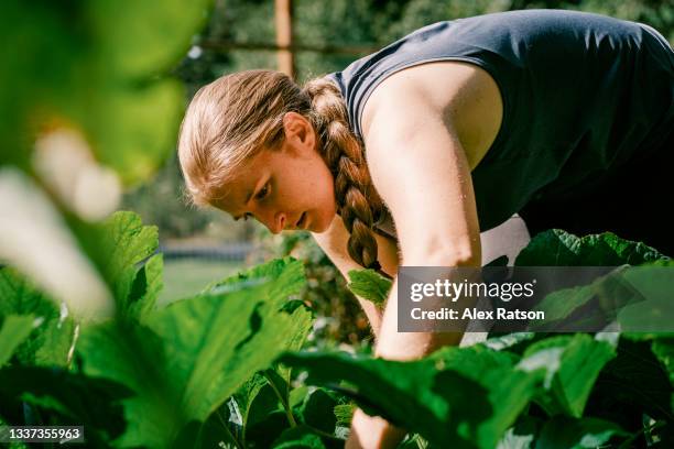 a young women works in a large backyard garden with tall green leafs - alex gardner stock pictures, royalty-free photos & images