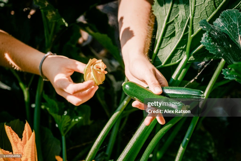 Close up of two freshly picked zucchini in a persons hands