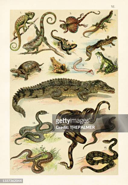 reptilien:fliegender drache, frosch, nilkrokodil, ringelnatter, klapperschlange, schildkröte illustration 1899 - krokodil stock-grafiken, -clipart, -cartoons und -symbole