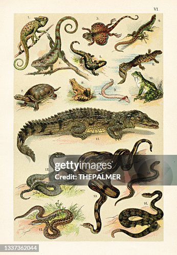 Nile Crocodile Crocodile Is A Amphibian Or Reptile Reptilesflying