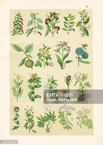 pepper, clove tree, cofee tree, bread fruit, licorice, passion flower, lotus illustration 1899 - licorice flower stock illustrations