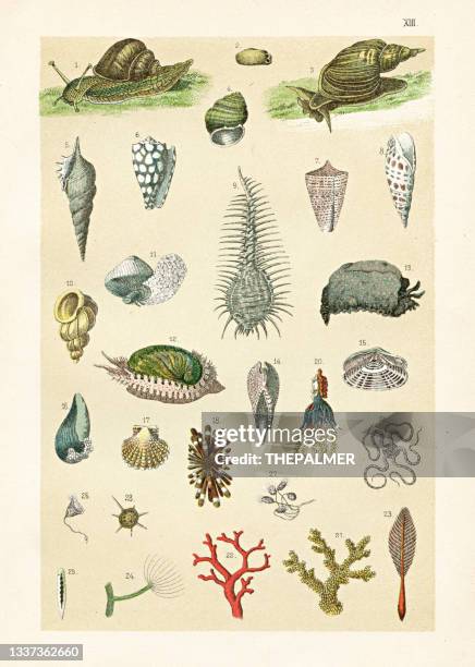 ilustrações de stock, clip art, desenhos animados e ícones de marble cone, abalone, coral, shells, scallop illustration 1899 - concha do mar