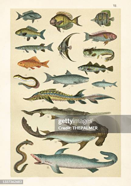 ilustrações, clipart, desenhos animados e ícones de esturjão, sawfish, tubarão-martelo, tubarão, peixe anjo, ilustração de bacalhau 1899 - arraia peixe
