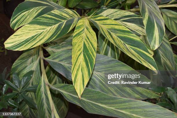 handsome and impressive shell ginger plant's  leaves show their majestic presence. alpinia zerumbet variegata. zingiberaceae family. - alpinia zerumbet stock pictures, royalty-free photos & images