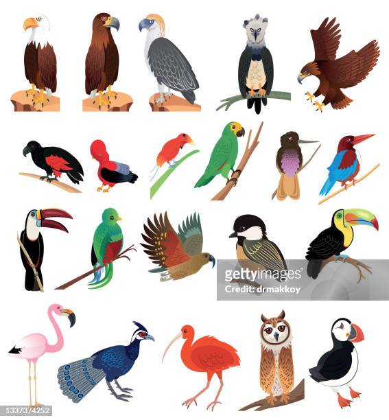 stockillustraties, clipart, cartoons en iconen met birds - quetzal