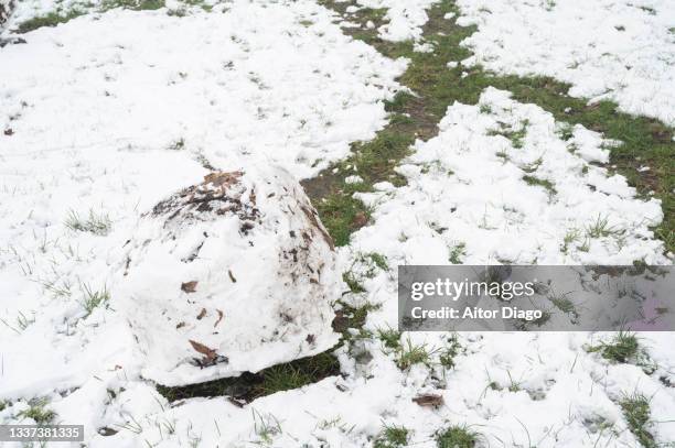 snowball covered with leaves in winter. - snowball pile stock pictures, royalty-free photos & images