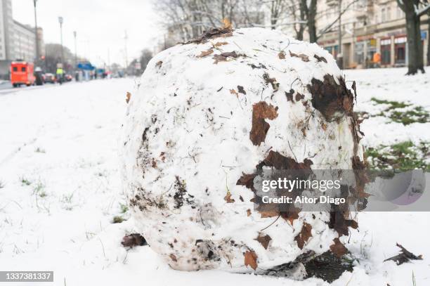 large snowball covered with leaves in winter. berlin. germany - melting snowball stock pictures, royalty-free photos & images