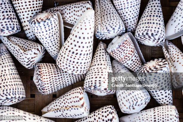 96 Cone Snail Shell Stock Photos, High-Res Pictures, and Images - Getty ...
