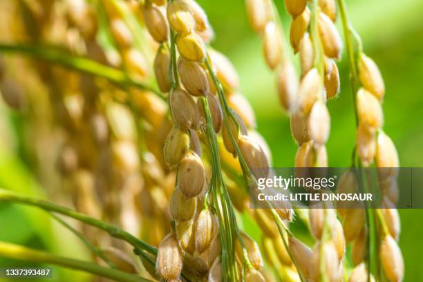 rice grains just before harvest (close-up) - rice stock pictures, royalty-free photos & images