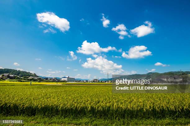 rice paddies near harvest - scenario stock-fotos und bilder