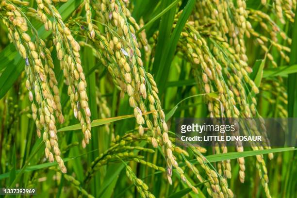 rice ears before ripe (close-up). - plantage stock-fotos und bilder