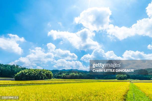 rice paddies near harvest - summer sky fotografías e imágenes de stock