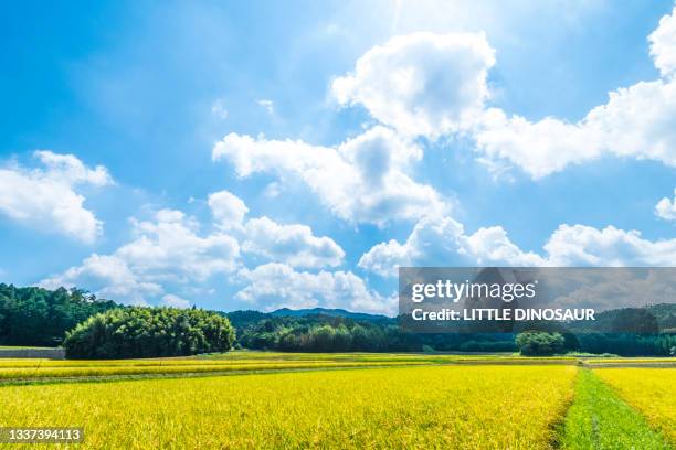 rice paddies near harvest - paddy seed photos et images de collection