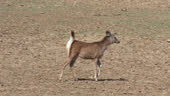 Fawn Walking Alone Roaming At Dry Forest Area Wide Shot - HD stock ...