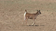 Fawn Walking Alone Roaming At Dry Forest Area Wide Shot - HD stock ...