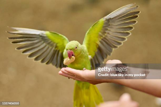feeding parrots in the park - st james's park london stock-fotos und bilder