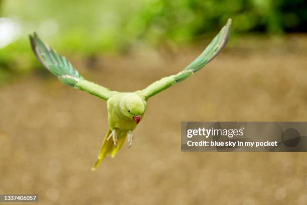 feeding parrots in the park - st james's park london stock-fotos und bilder