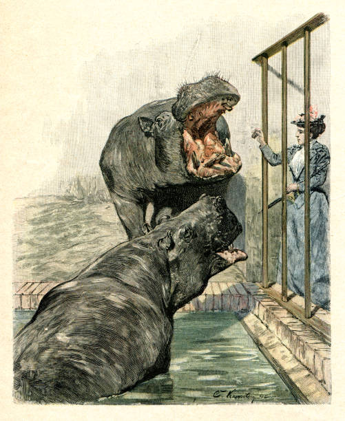 woman feeding hippopotamus in zoo of berlin 1893 - zoo art stock illustrations