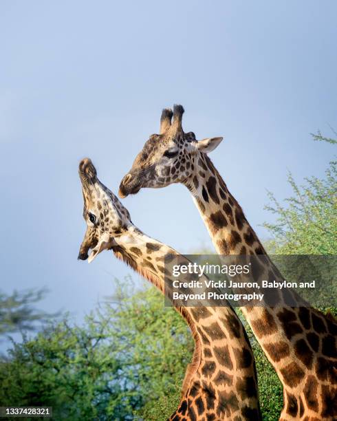 beautiful portrait of two giraffe heads together at amboseli, kenya - necking stock-fotos und bilder