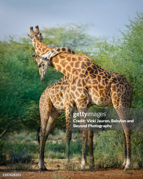 dramatic action of giraffe with neck around another at amboseli, kenya - girafe photos et images de collection