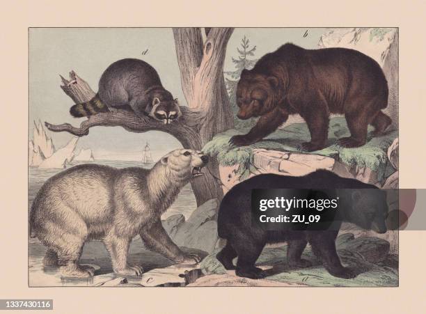 predators (ursidae), hand-colored chromolithograph, published in 1869 - black bear stock illustrations