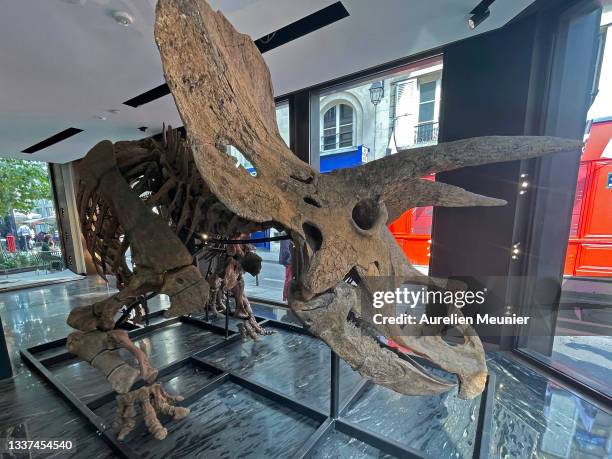 View of a skeleton of a triceratops exposed ahead of its auction sale at Drouot auction house in October on August 31, 2021 in Paris, France. "Big...