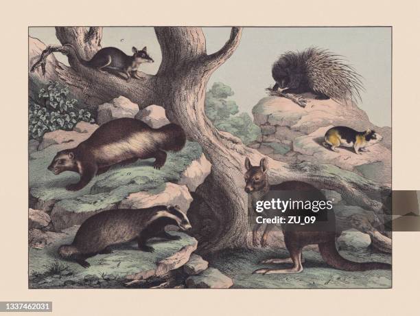 predators (mustelidae), marsupialia und nagetiere, handkolorierte chromolithographie, veröffentlicht 1869 - possum stock-grafiken, -clipart, -cartoons und -symbole