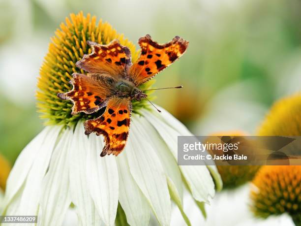 comma butterfly on white echinacea - comma butterfly stock pictures, royalty-free photos & images