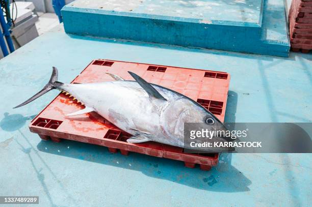 freshly caught tuna in the port of tarifa, spain - albacore tuna stock pictures, royalty-free photos & images