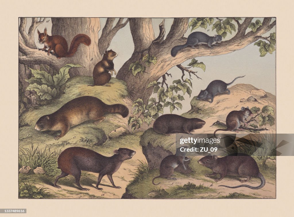 Rodents, hand-colored chromolithograph, published in 1869