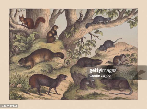 rodents, hand-colored chromolithograph, published in 1869 - dormouse stock illustrations