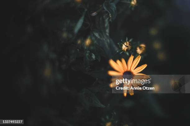 black eyed susan in bloom - black eyed susan vine stock pictures, royalty-free photos & images
