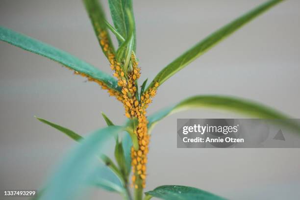 aphids clinging to a plant - aphid stock pictures, royalty-free photos & images