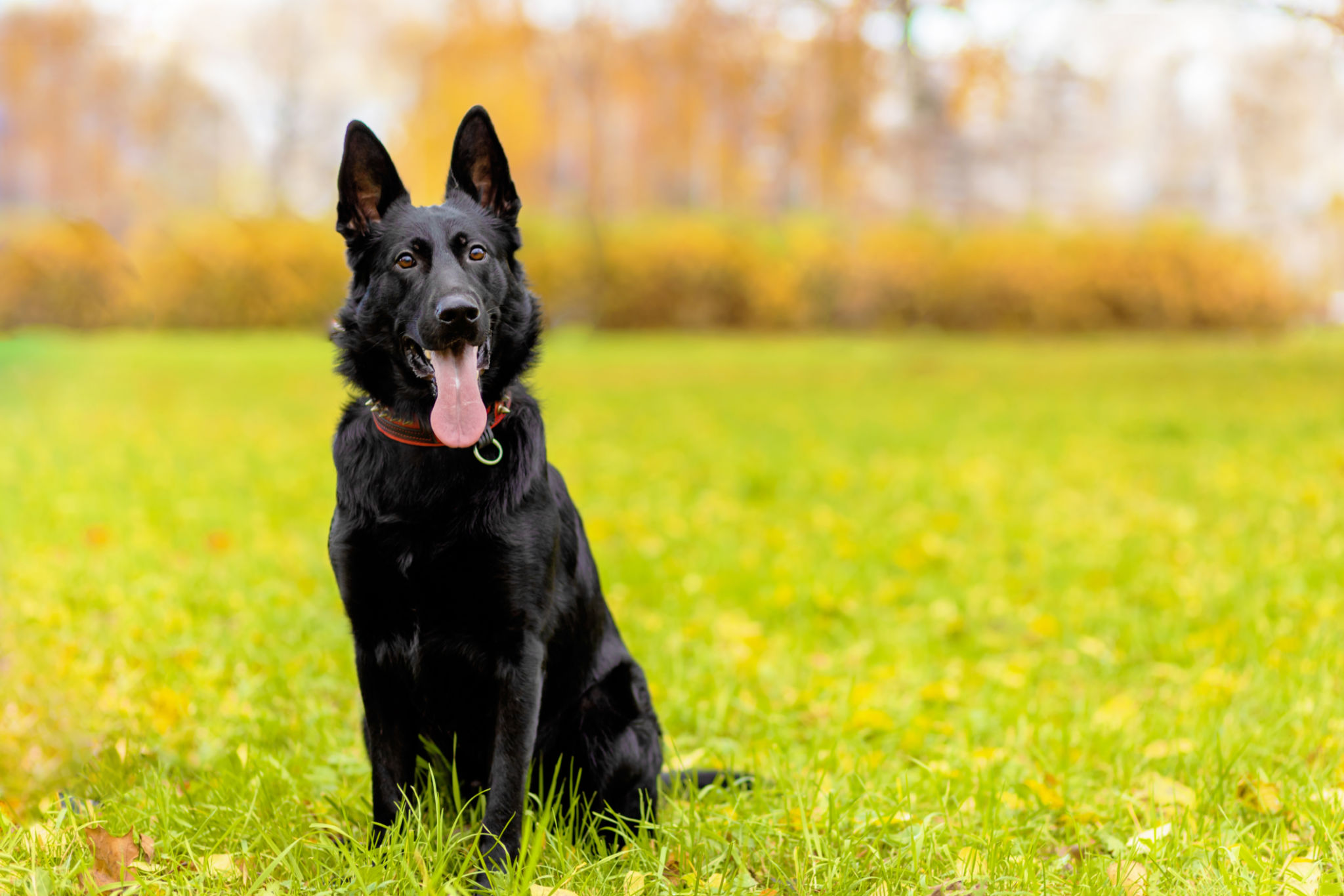 portrait of black german shepherd portrait of black german shepherd