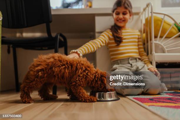 girl petting a dog - dog eating a girl out stock pictures, royalty-free photos & images