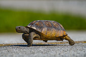 Wild adult Florida gopher tortoise - Gopherus polyphemus - crossing yellow line of highway