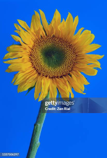 front view of a yellow sunflower and stem against vibrant blue background - girasol común fotografías e imágenes de stock