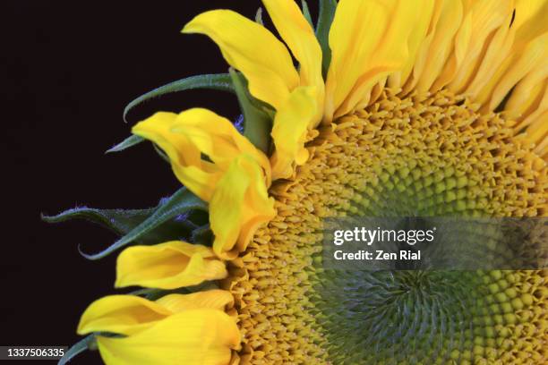 yellow sunflower showing disc florets and sepal on black background - girasol común fotografías e imágenes de stock