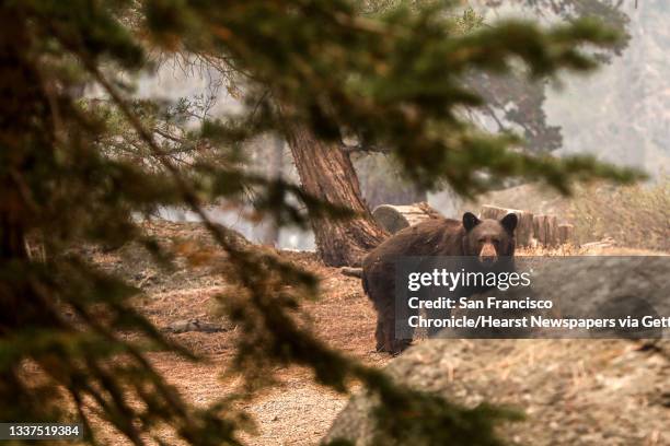 An injured black bear walks behind a home in a neighborhood off of Pinewood Drive after escaping flames from the Caldor Fire in Meyers, Calif. On...