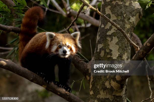 Red Panda is seen at Taronga Zoo on September 01, 2021 in Sydney, Australia. Taronga Zoo is hosting a pop-up AstraZeneca vaccination clinic for zoo...