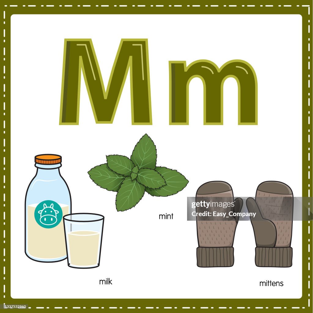 Vector illustration for learning the letter M in both lowercase and uppercase for children with 3 cartoon images. milk mint mittens.