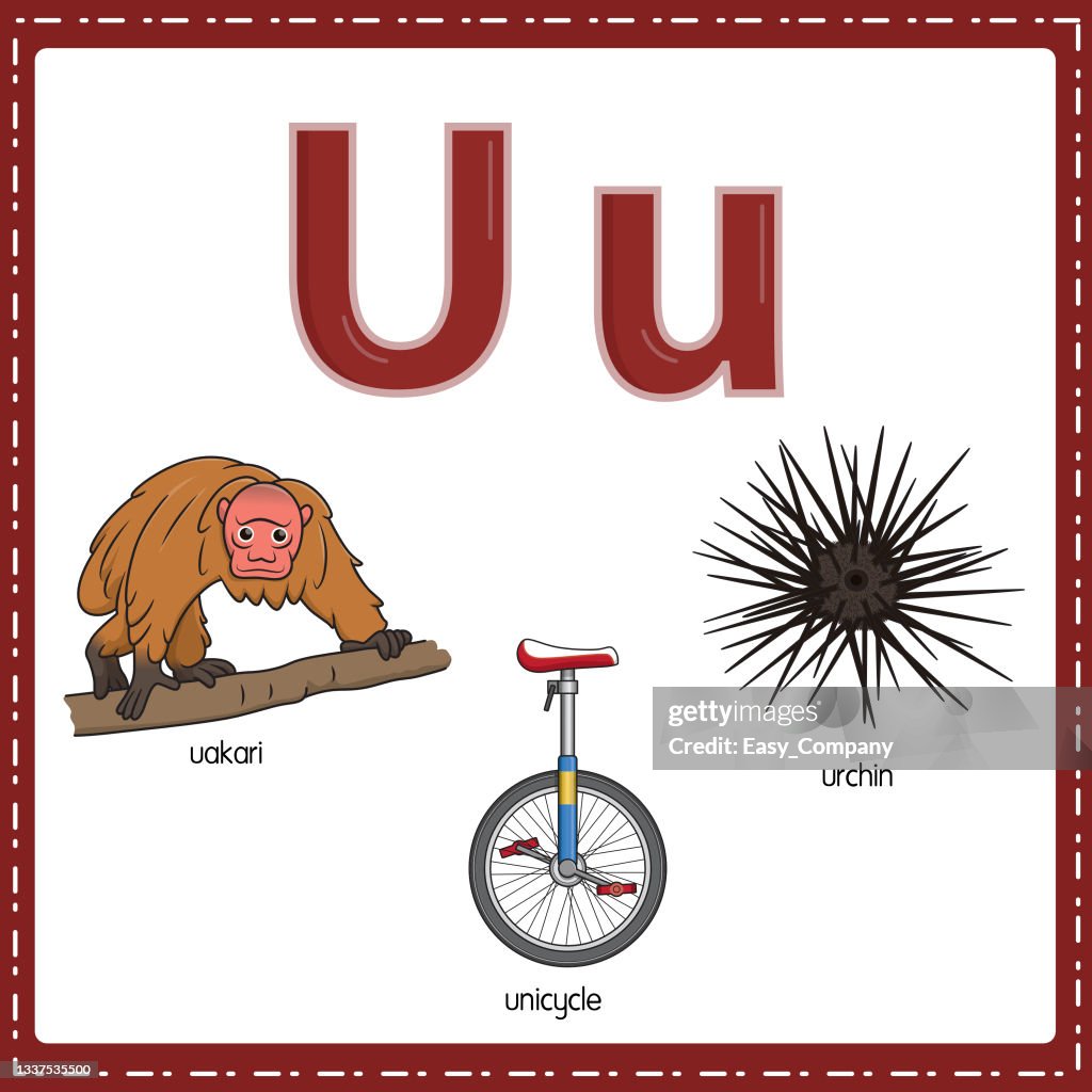 Vector illustration for learning the letter U in both lowercase and uppercase for children with 3 cartoon images. Uakari Unicycle Urchin .
