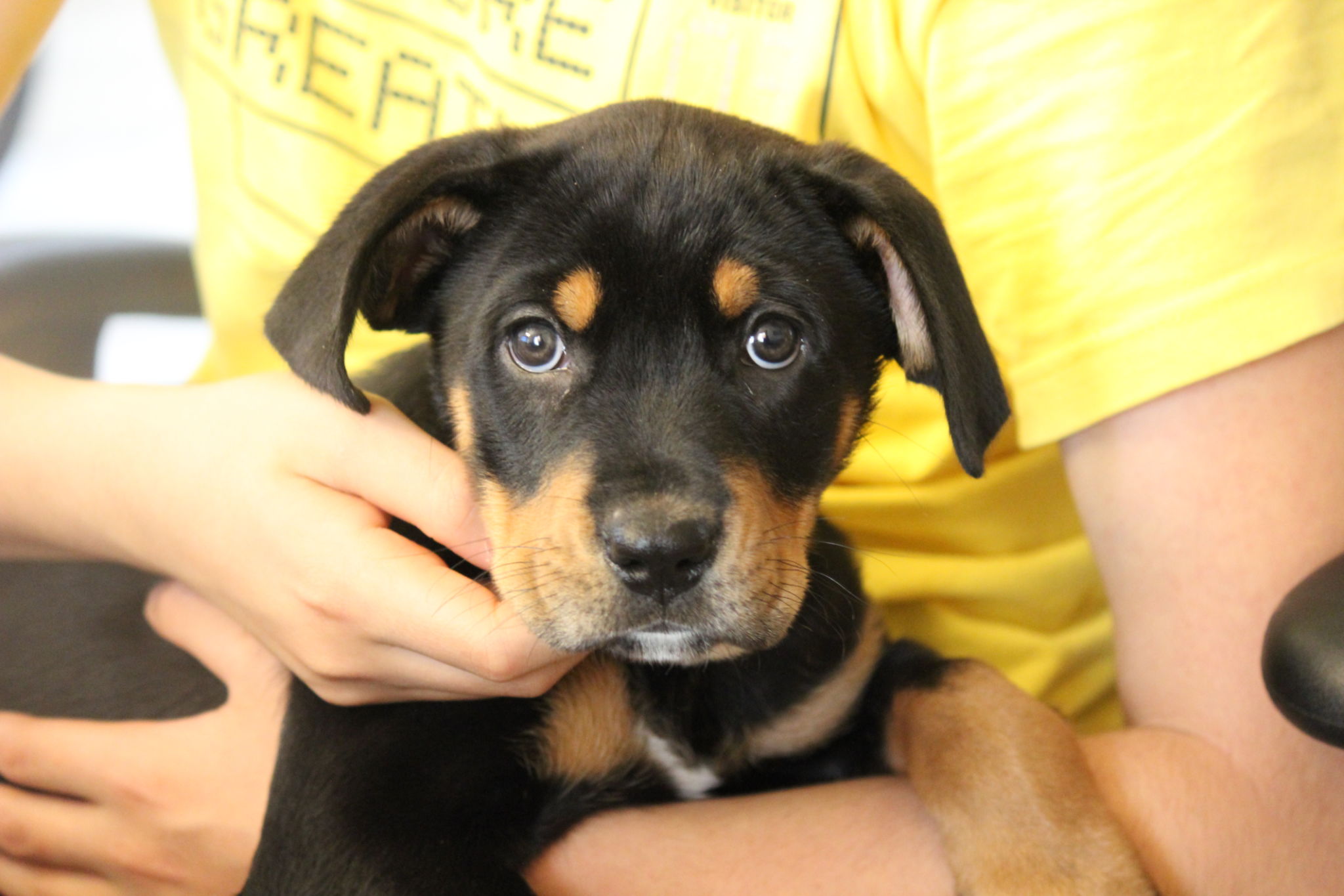 rottweiler child