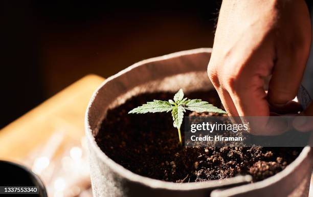 shot of an unrecognisable man growing a cannabis plant - cannabis cultivated for hemp stock pictures, royalty-free photos & images